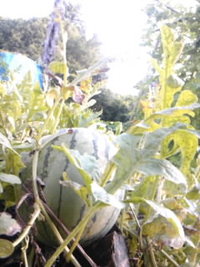 星占いで全て片付けたい 2011/08/12 23:17:07