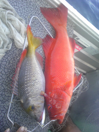 mori-Fishing