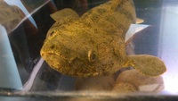 看板魚 2012/08/02 11:58:59