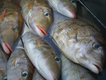 　沖　釣　り　行　っ　て　き　ま　し　た　～　(^o^)／