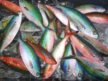 　沖　釣　り　行　っ　て　き　ま　し　た　～