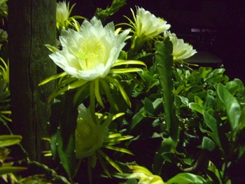 綺麗な花見つけた(^o^)／