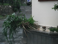 今　開いてま～す＼(^o^)／ 2011/08/06 10:55:21