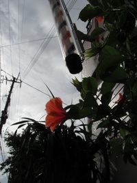 台風の動きがぁ～！！(＠_＠;) 2011/09/17 09:30:36