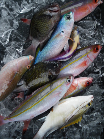 　沖　釣　り　行　っ　て　き　ま　し　た　～