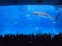 美ら海水族館(・e・)