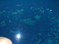 美ら海水族館(・e・)