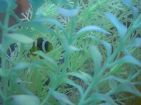 新しい仲間(・e・)