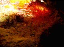流星群。