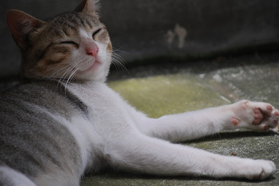 ニャンコ先生