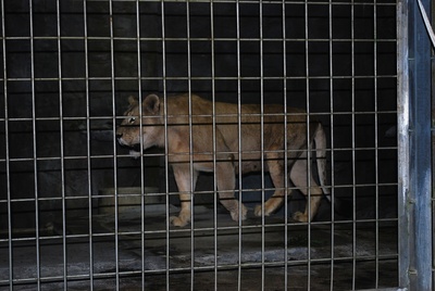 夜の動物園