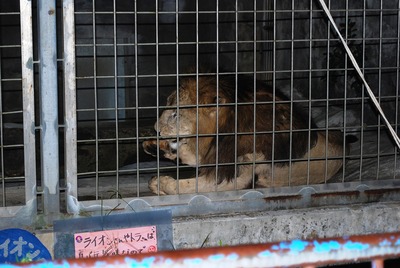 夜の動物園