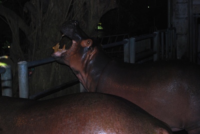 夜の動物園