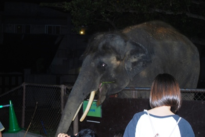 夜の動物園