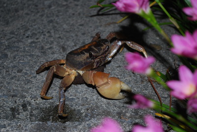 カニの産卵時期？