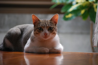 ニャンコ先生