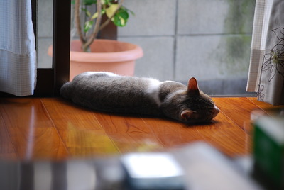 ニャンコ先生