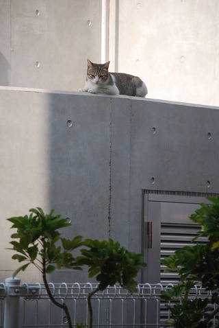 ニャンコ先生