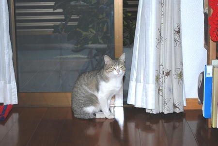 ニャンコ先生の春？