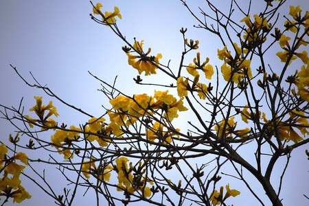 黄色い花②
