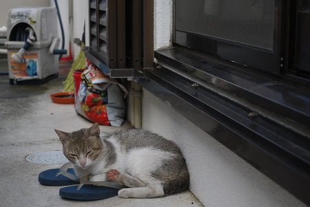 ニャンコ先生