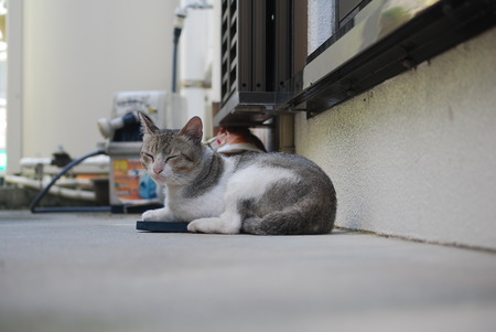 ニャンコ先生