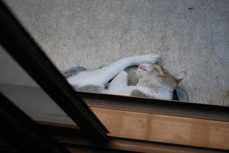 ニャンコ先生