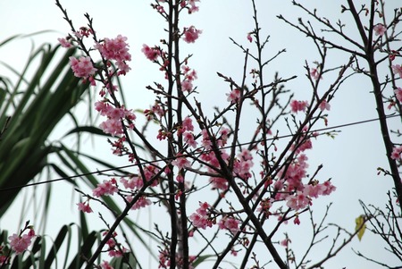 桜