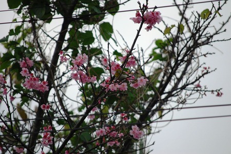 桜