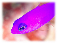 北風に・・・ 2008/11/08 19:08:50