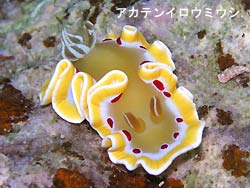 頭上ギリギリを何度も通過！