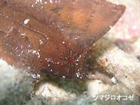 マンタ再会？！？！ 2008/05/07 19:33:06