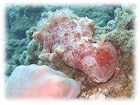 でっかいミカドウミウシ 2008/05/20 18:34:16