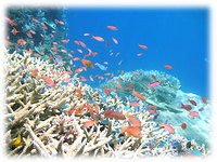 天候＆海況＆透明度最高！ 2008/08/12 18:13:11