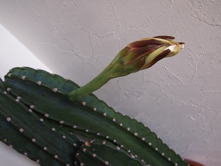 Ｃａｆｅ１０３　サボテンの花、咲きました！！