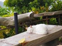 cafe103 ネコもくつろぐ月曜日のランチ 2014/04/21 12:15:51