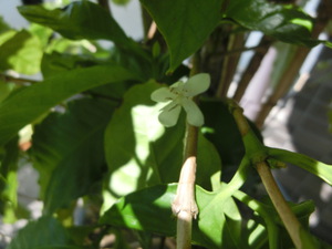 月桃の花　が　咲きましたぁ(^O^)