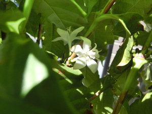 月桃の花　が　咲きましたぁ(^O^)