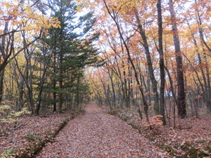 紅葉狩り（北軽井沢2）