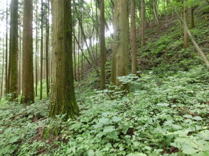 あの　真田の城　岩櫃城をみつけた。行かなくては（群馬お盆３日目）