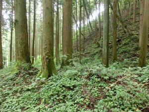 あの　真田の城　岩櫃城をみつけた。行かなくては（群馬お盆３日目）