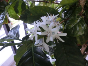 珈琲の花　今年も綺麗に咲きました（東京です）