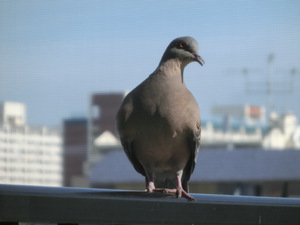 監視されてます