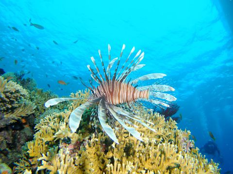 八重干瀬にマグロの季節