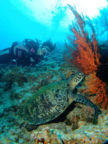 八重干瀬にマグロの季節