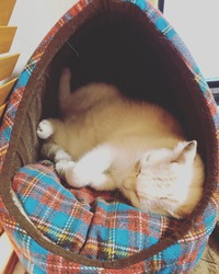 まつエク、脱毛キャンペーン✨ 2017/10/23 16:44:45