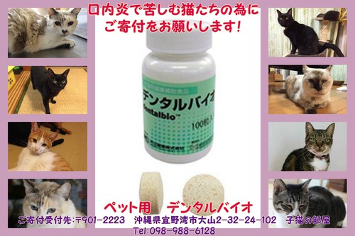 沖縄動物愛護団体 ケルビムワンニャン日記 口内炎で苦しむ猫たちの為のご寄付のお願い デンタルバイオ
