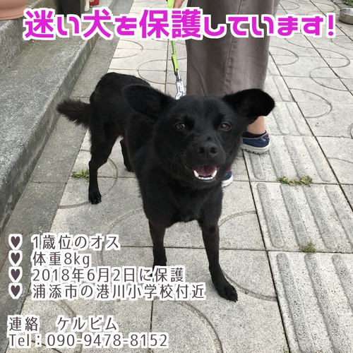 ★迷い犬を保護しています！★　Found dog in Urasoe