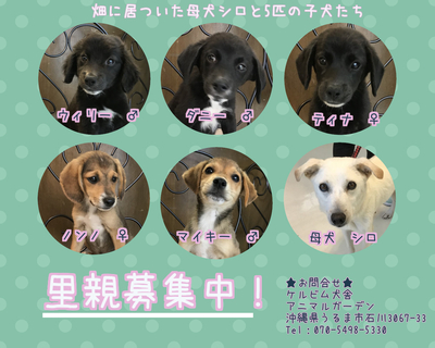 沖縄動物愛護団体 ケルビムワンニャン日記 母犬と子犬5匹を保護しました 里親募集中