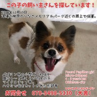 ★パピヨンの迷い犬！★Found Papillon girl in Okinawa-city